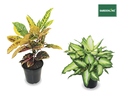 INDOOR PLANTS 175MM