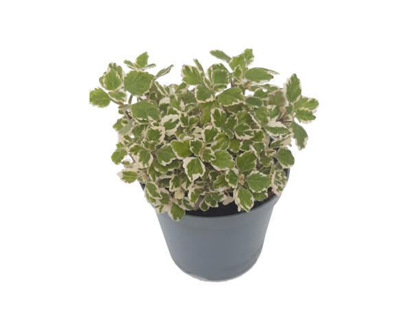 Plectranthus - Incense Scented Plant, Mosquito Repellent