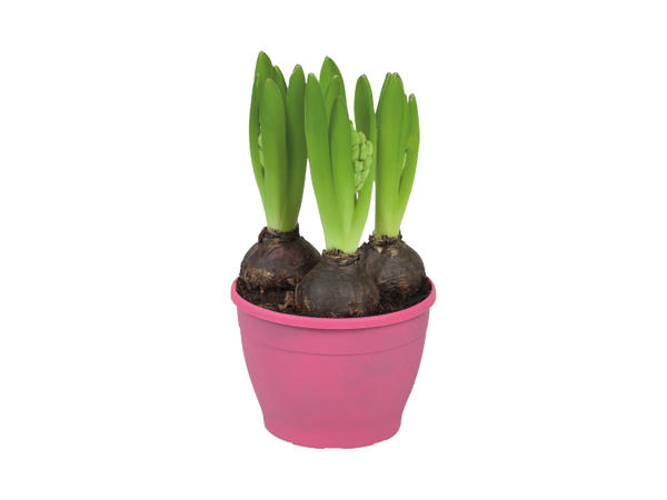 Potted Hyacinth Bulbs