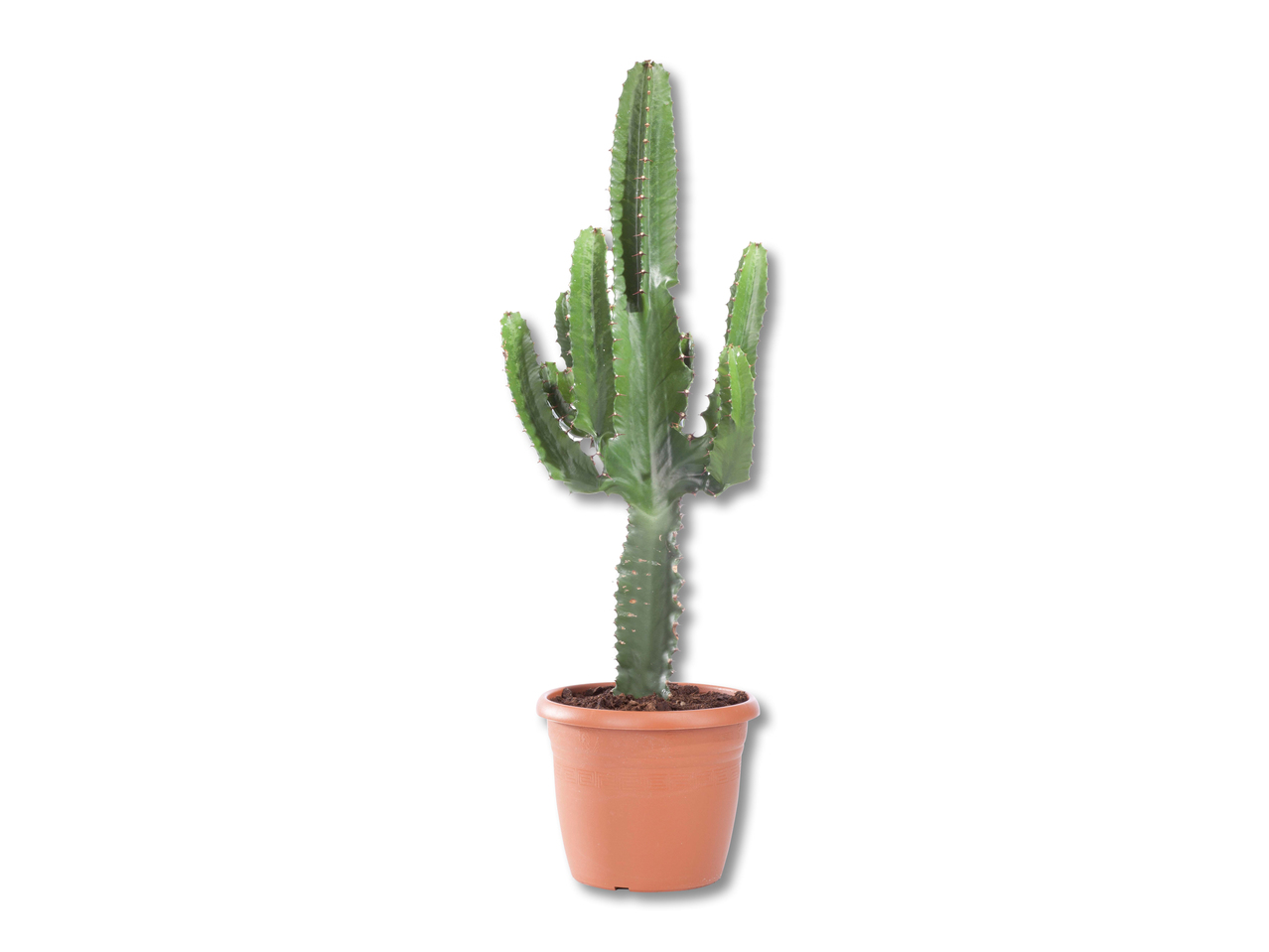 Euphorbia ingens