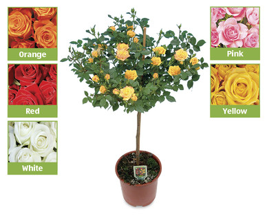 Standard Rose
