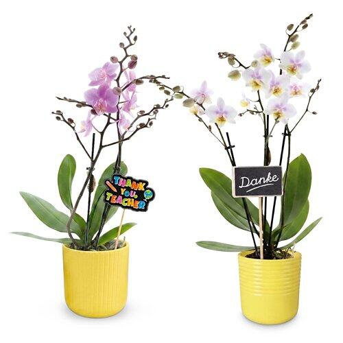Midi-Orchidee