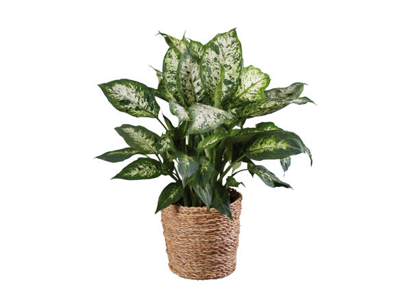 Grøn plante i kurv