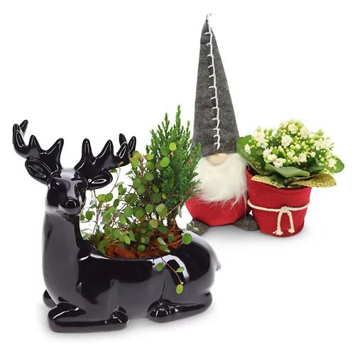bepflanzte Arrangements XMAS