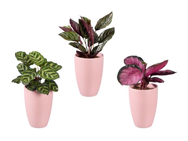 Mélange de Calatheas dans un pot en céramique rose