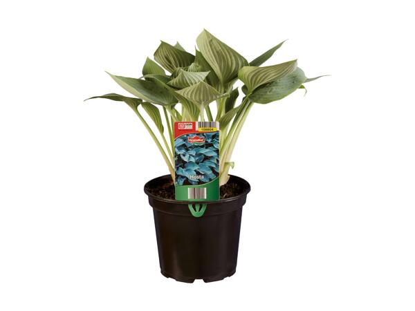 Hosta