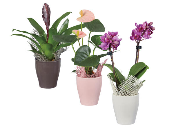 Exotic Plants