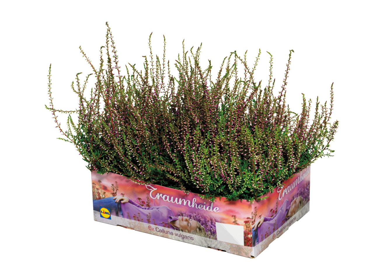 Heather - Calluna Vulgaris1