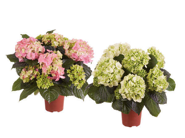 Hydrangea