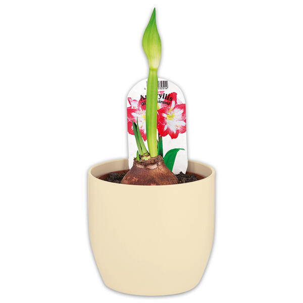 Amaryllis