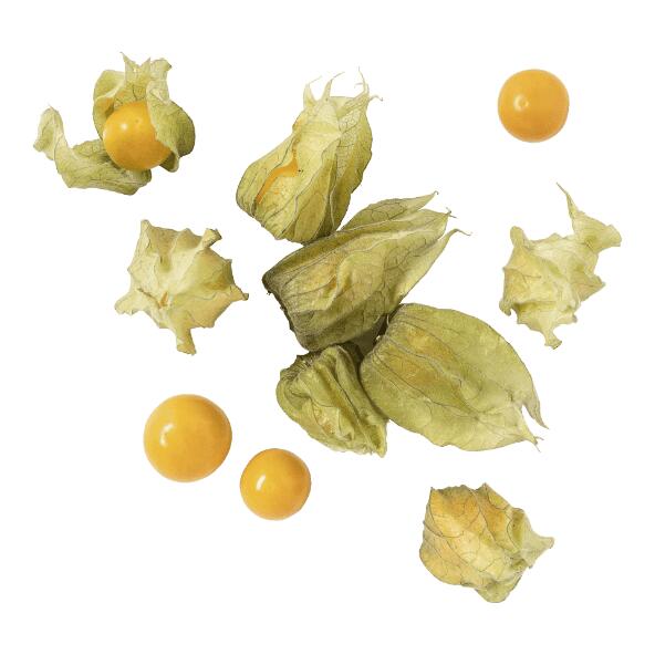 Physalis