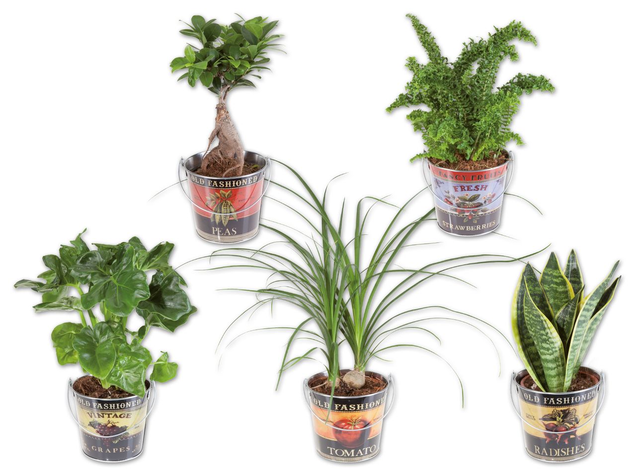 Easy Care Pflanze im Foodbucket