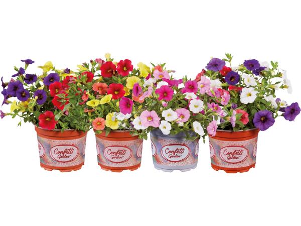 Petunia Confetti Garden