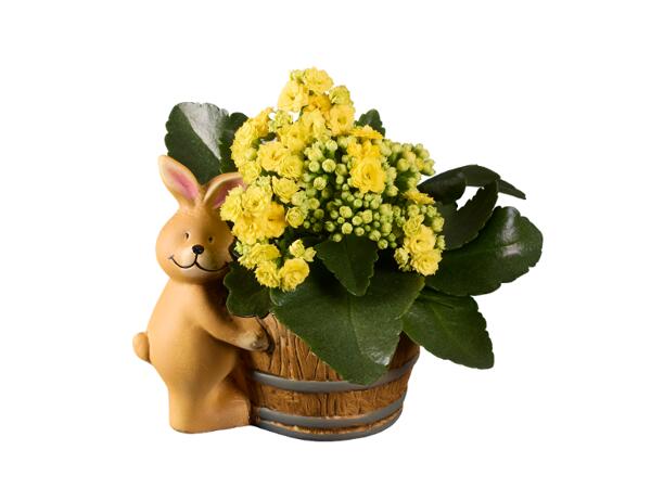 Easter Bunny with Kalanchoe