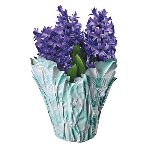 Hyacinth Indoor Plant - Assorted Color