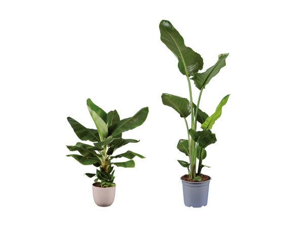 Piante di banana miste