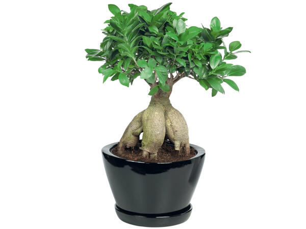 Bonsaï dans un pot en céramique