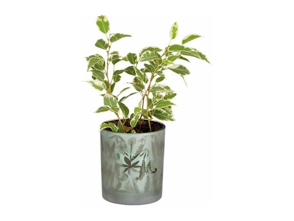 Green Plants in Glass Pot