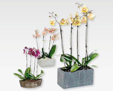 Exklusives Orchideen-Arrangement