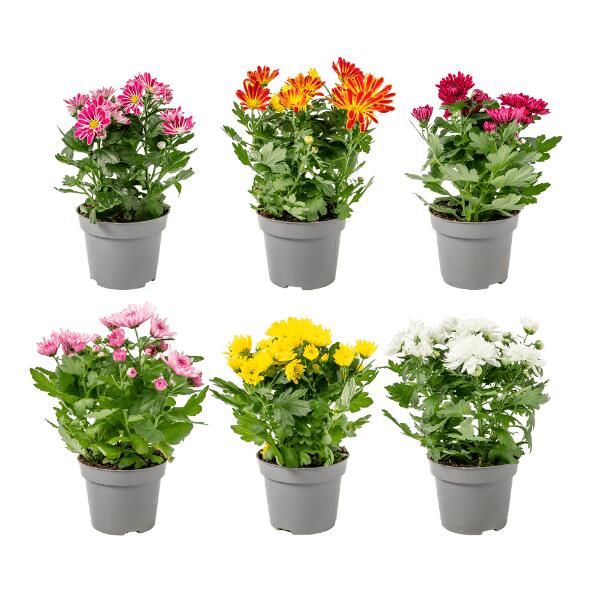 Chrysanthème
