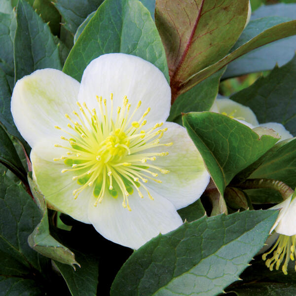 Christrose "Helleborus"