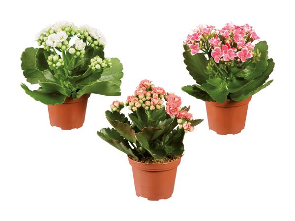 Mini plantes à fleurs