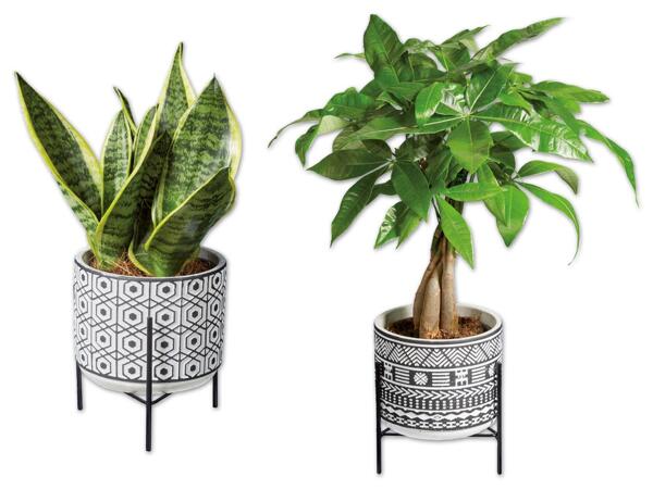 Easy Care Pflanze in Keramik mit Metallgestell