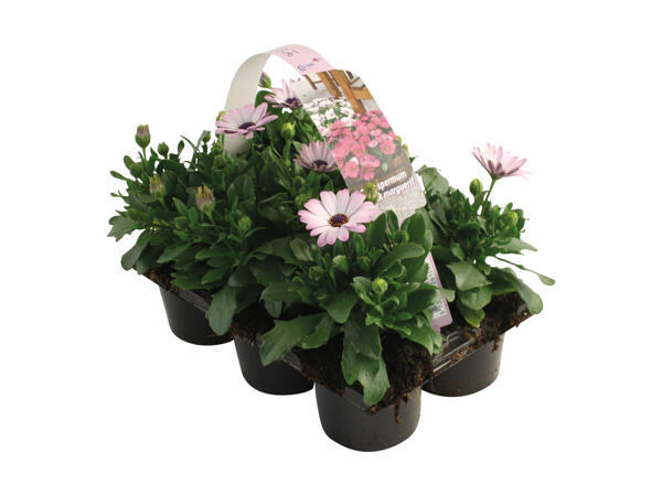 Osteospermum 6'er bakke