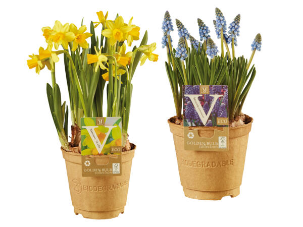 Blumenzwiebel im Papptopf