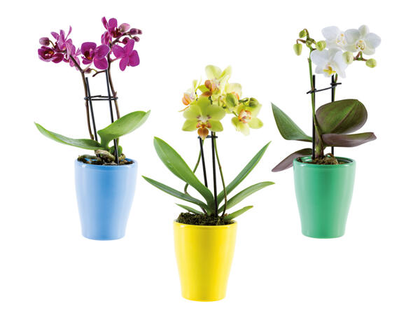 Mini Phalaenopsis