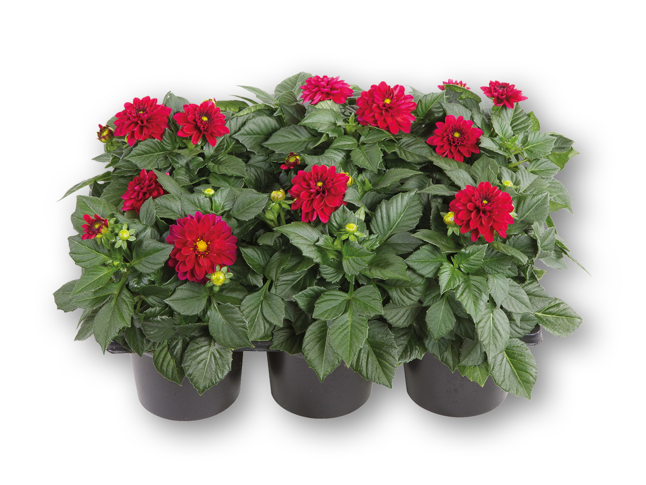 Dahlia i 6'er bakke