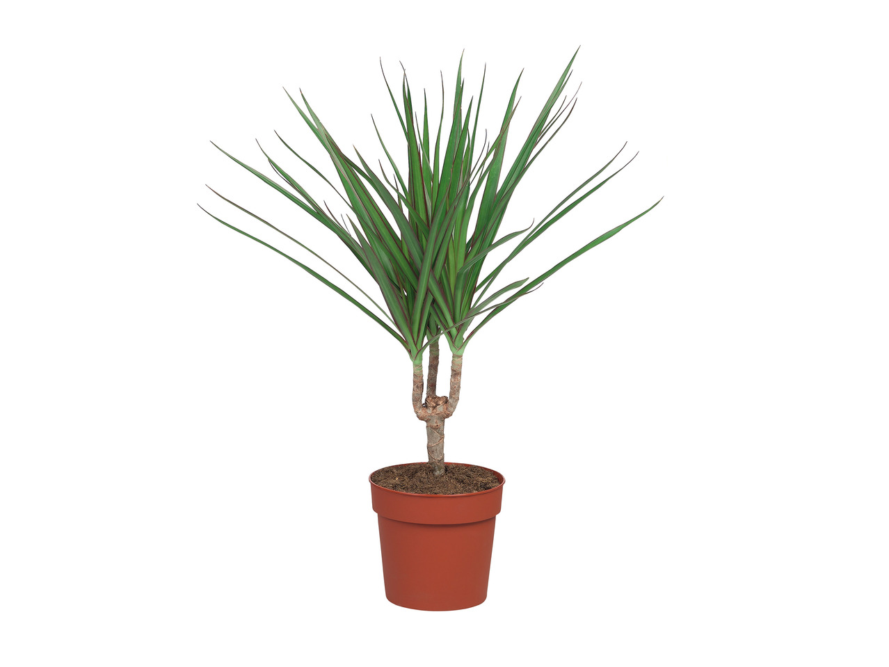 Assorted Palms1