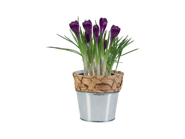 Bulbs