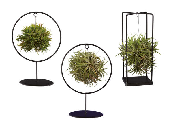 Tillandsia avec forme métallique