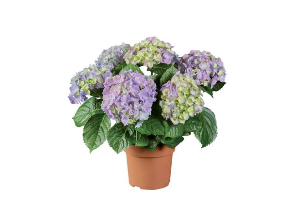 Hydrangea