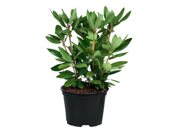 Giant Rhododendron