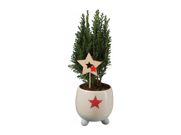 Conifer in Festive Ceramic