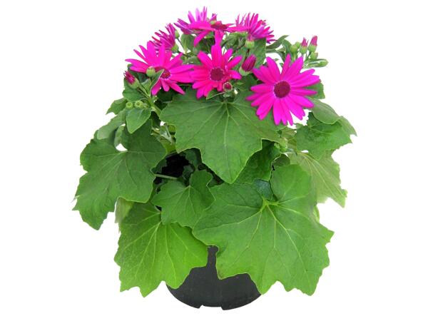 Senetti