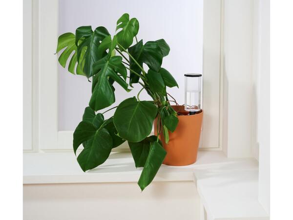Plant watering spikes