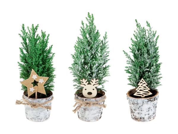 Conifères de Noël dans un pot en écorce