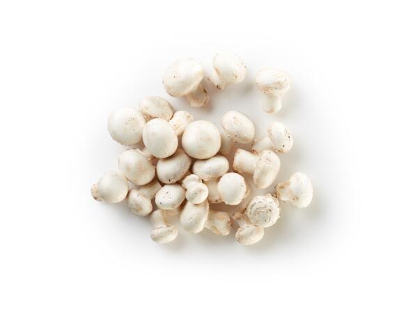 Mushrooms XXL
