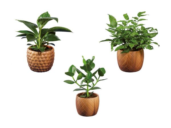 Plantes vertes dans un pot en bois et céramique
