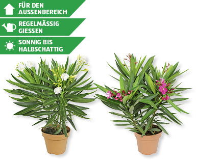 Nerium Oleander