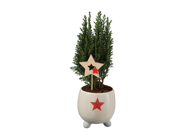 Ellwoodi Conifers