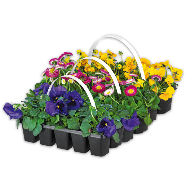 Beetpflanzen Frühblüher
