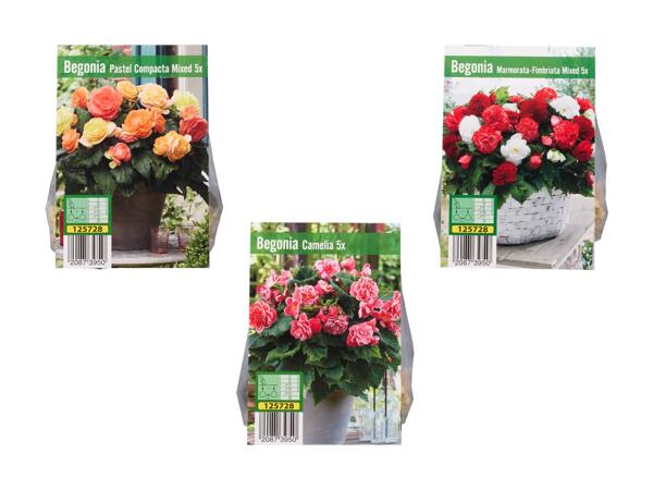 Begonia blomsterløg