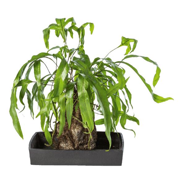 Lovaplant