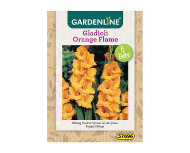 Dahlia or Gladioli Packet Bulbs