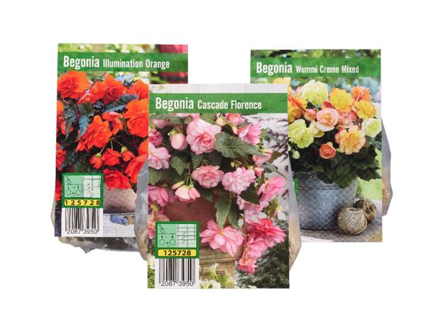Begonia bulbs