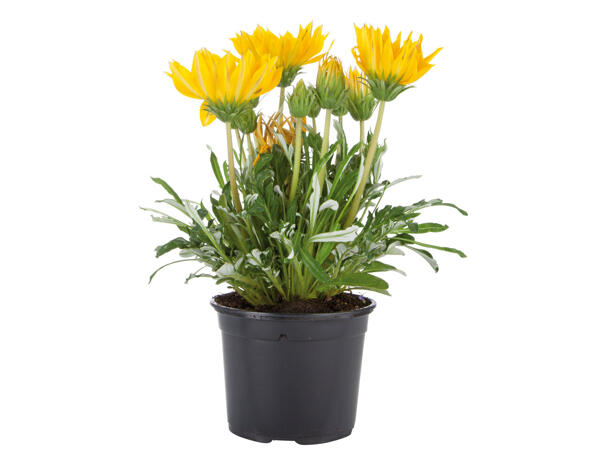 Plantes vivaces
